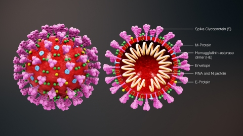 coronavirus_scientificanimations_cc-by-sa-4.0_PhAP.jpg